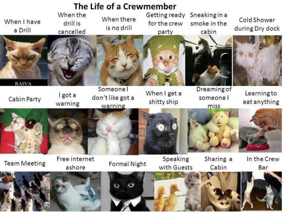 The Life of a Crewmember Cats